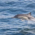 Dolphins Watching – Sightseeing and Tours Sightseeing and Tours Shop Online at Dubai Offers 3