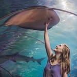 Experiences Dubai Aquarium & Underwater Zoo – Ray Encounter Experiences Shop Online at Dubai Offers 3