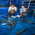 Dubai Aquarium & Underwater Zoo – Shark Trainer Encounter – Experiences Experiences Shop Online at Dubai Offers 3