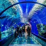 Istanbul Aquarium Ticket & Shuttle – Experiences Experiences Shop Online at Dubai Offers 3