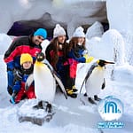 Ski Dubai: Snow Premium with Penguin Encounter – Attractions Special Offers Attractions Special Offers Shop Online at Dubai Offers 3