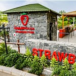 Top-Rated Attractions Strawberry Farm Top-Rated Attractions Shop Online at Dubai Offers 3