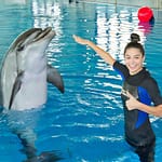 Dubai Dolphinarium Swimming With Dolphins – Dubai Dolphinarium Dubai Dolphinarium Shop Online at Dubai Offers 3