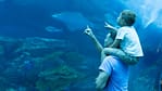 Experiences Dubai Aquarium & Underwater Zoo – Ray Encounter Experiences Shop Online at Dubai Offers 4