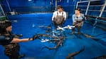 Dubai Aquarium & Underwater Zoo – Shark Trainer Encounter – Experiences Experiences Shop Online at Dubai Offers 4