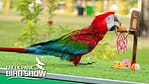 Exotic Bird Show – Dubai Dolphinarium – Dubai Dolphinarium Dubai Dolphinarium Shop Online at Dubai Offers 4