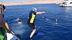 Half-day Snorkeling Boat trip with lunch and drinks from Sharm El Sheikh – Sightseeing and Tours Sightseeing and Tours Shop Online at Dubai Offers 4