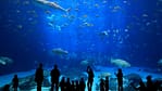 Istanbul Aquarium Ticket & Shuttle – Experiences Experiences Shop Online at Dubai Offers 4