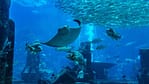 Experiences Oman Aquarium Experiences Shop Online at Dubai Offers 4