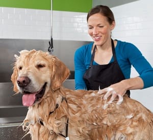 Pet Grooming Service Local Services Shop Online at Dubai Offers