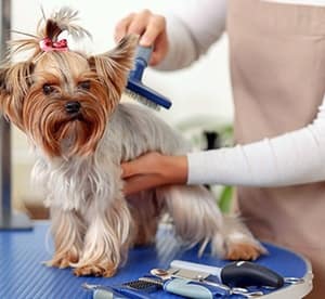 Advanced Pet Grooming Online Course from Vizual Coaching Academy (92% Off) Local Services Shop Online at Dubai Offers