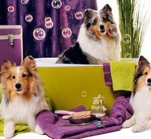 Choice of Pet Grooming Service at Pet Village (Up to 51% Off) Local Services Shop Online at Dubai Offers