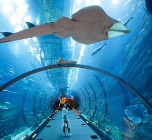 Dubai Mall Underwater Zoo and Aquarium Entry with Optional Dubai City Tour with Baisan Travel (Up to 30% Off) Entertainment Offers Shop Online at Dubai Offers