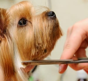 Online Dog Grooming Course from Online Academies (91% Off) Local Services Shop Online at Dubai Offers