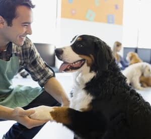 Pet Care Business Online Course from Centre of Excellence Online (93% Off) Local Services Shop Online at Dubai Offers