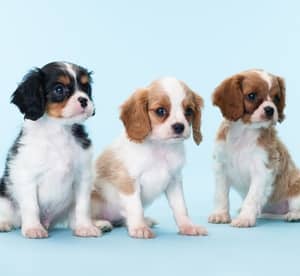 Pet Grooming with Optional Drop-Off and Pick-Up at Royal Paws Home Pets Nursery Local Services Shop Online at Dubai Offers