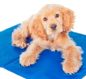 Pet’s Polar Pooch Self-Cooling Mat from AED 59 Drinks & Beverages Shop Online at Dubai Offers