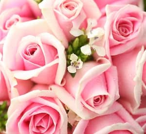 Up to 100 Roses from Valentino Flowers (Up to 55% Off) Miscellaneous Shop Online at Dubai Offers