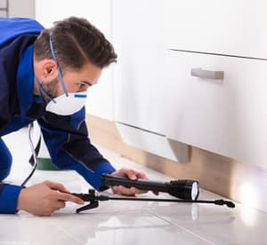 Up to 40% Off on Pest Control Service – Termite at Eco Guardians Pest control sanitization and Disinfection Home Services Shop Online at Dubai Offers