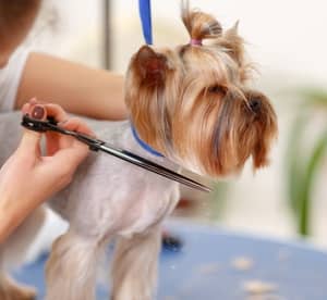 Up to 58% Off on Pet – Grooming / Salon at Family Pets Trading L.L.C Local Services Shop Online at Dubai Offers