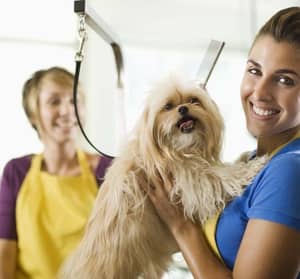 Up to 51% Off on Pet – Grooming / Salon at VIP PETS Grooming Salon Local Services Shop Online at Dubai Offers