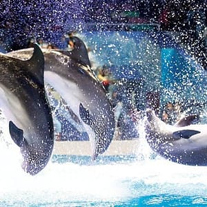 25 Percent Discount on Dolphin and Seal Show Tickets with FGB Bank Credit Card Offers Shop Online at Dubai Offers