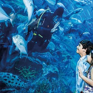 Experience Underwater Adventures from AED 125 @ Manzil Entertainment Offers Shop Online at Dubai Offers 2