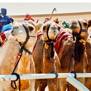 Must-see attractions Camelicious Dubai Must-see attractions Shop Online at Dubai Offers