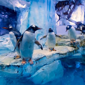 Dubai Aquarium & Underwater Zoo – All Access Pass – Experiences Experiences Shop Online at Dubai Offers