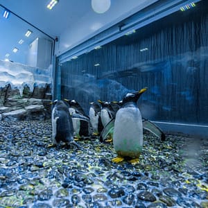 Dubai Aquarium & Underwater Zoo – Penguin Encounter – Experiences Experiences Shop Online at Dubai Offers