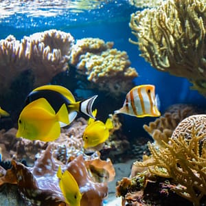 SEA LIFE London Aquarium – Entry Ticket – Top-Rated Attractions Top-Rated Attractions Shop Online at Dubai Offers