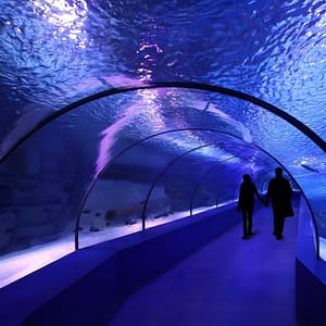 Top-Rated Attractions SEA LIFE London Aquarium – Same day Ticket Top-Rated Attractions Shop Online at Dubai Offers