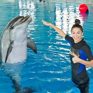 Dubai Dolphinarium Swimming With Dolphins – Dubai Dolphinarium Dubai Dolphinarium Shop Online at Dubai Offers