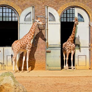 ZSL London Zoo – Top-Rated Attractions Top-Rated Attractions Shop Online at Dubai Offers