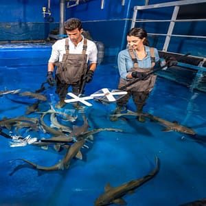 Dubai Aquarium & Underwater Zoo - Shark Trainer Encounter  The Dubai Mall