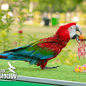 Exotic Bird Show - Dubai Dolphinarium  Dubai Dolphinarium