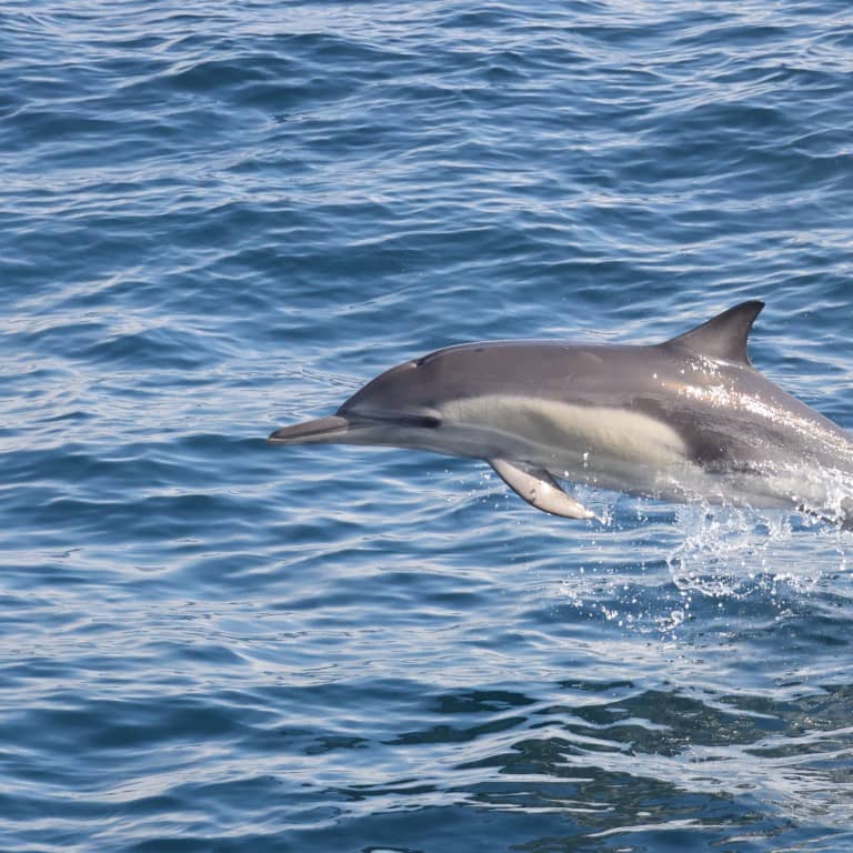 Dolphins Watching  Marina Bandar Al Rowdha