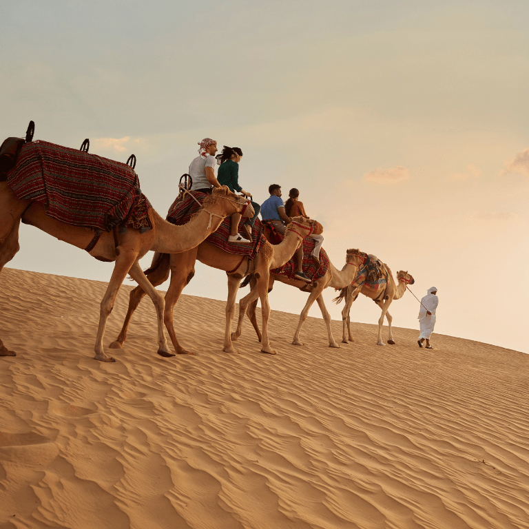 Dubai Sunset Safari Delight with BBQ dinner and camel ride  Dubai