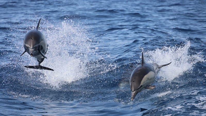 Dolphins Watching Sightseeing and Tours Marina Bandar Al Rowdha - Image 2