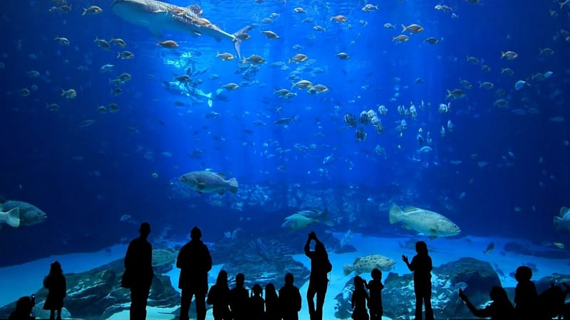 Istanbul Aquarium Ticket & Shuttle Experiences Istanbul Aquarium - Image 2